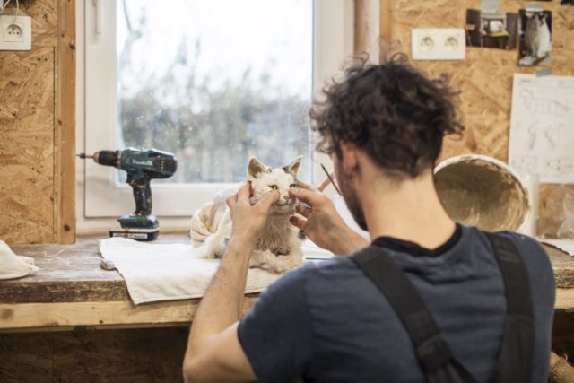 Taxidermist Michiel Tilley werkt aan het opzetten van een kat Femke den Hollander voor Focus Vakmanschap